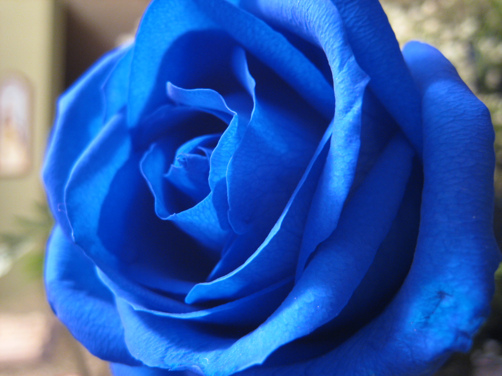 nature_flowers_roses_blue_rose_desktop_1600x1200_hd-wallpaper-585420.jpg