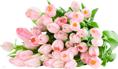 İlkbaharı Karşılayan 2015 PNG Çiçekler