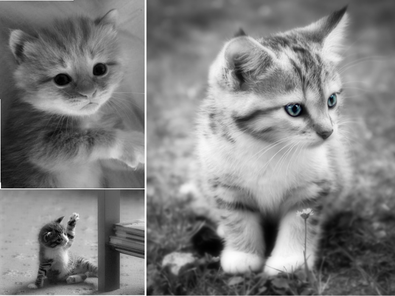 black_and_white_cats_1_by_nomonaxnaruto.png