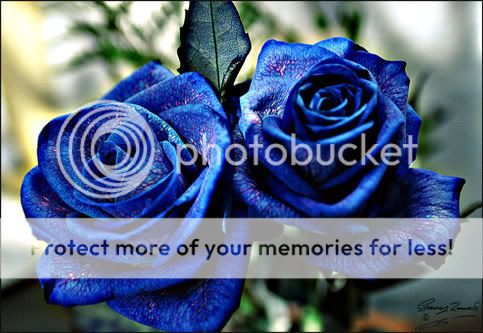 blue-roses-august-copy-2-000.jpg