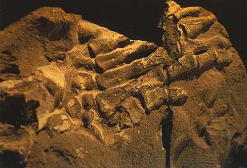 insan-eli-fosili.jpg