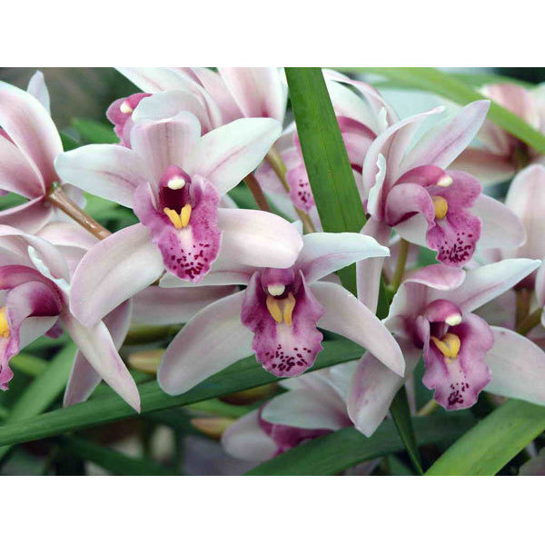 orkide.jpg