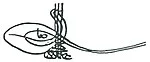 150px-Tughra_of_Osman_II.webp