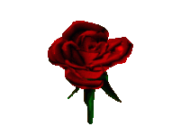 rose.gif