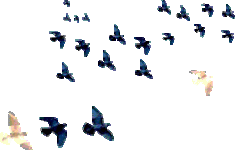 2376.gif