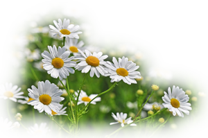 hazal dan png karısık gül çiçek resimleri png karısık gül çiçek resimleri