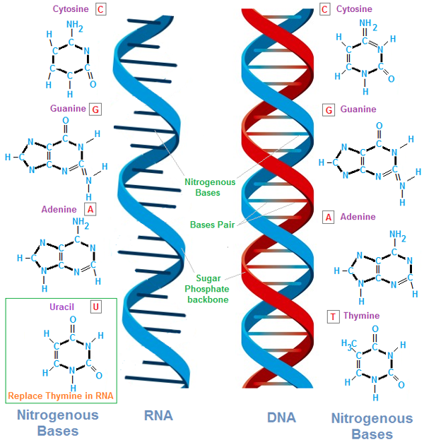 dna-and-rna.png