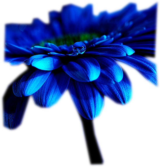 mavi renk png çiçekler,Mavi Çiçekler,mor renk çiçekler,mavi kır çiçekle