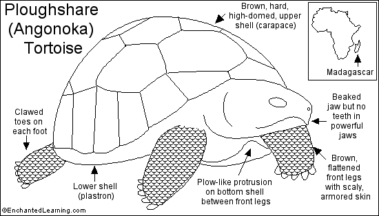 İngilizce Hayvan Tanıtımı - Kaplumbağa